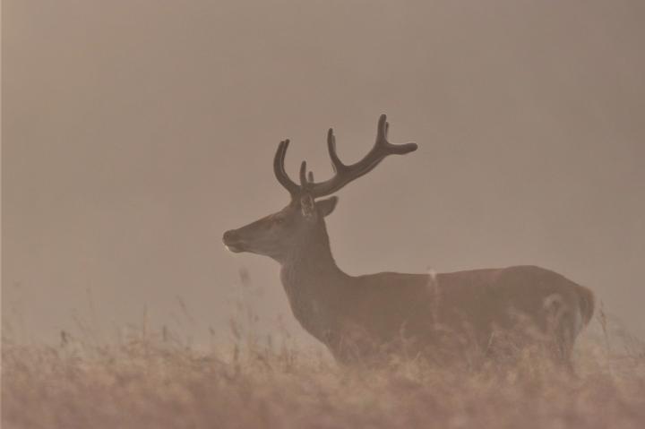 Jelen lesní (Cervus elaphus)