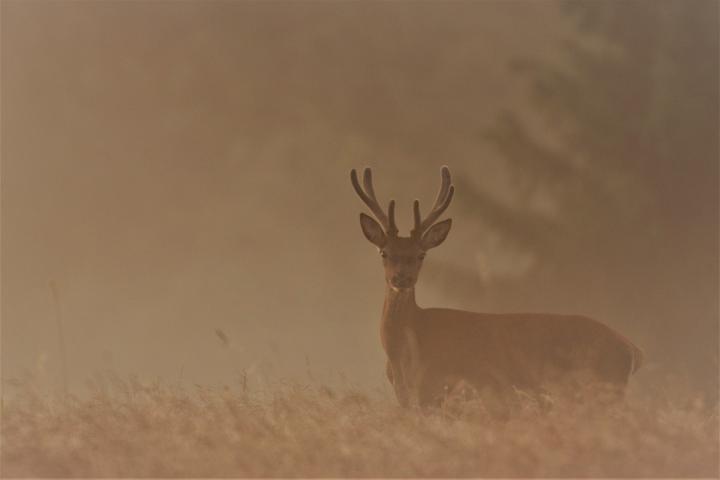 Jelen lesní (Cervus elaphus)