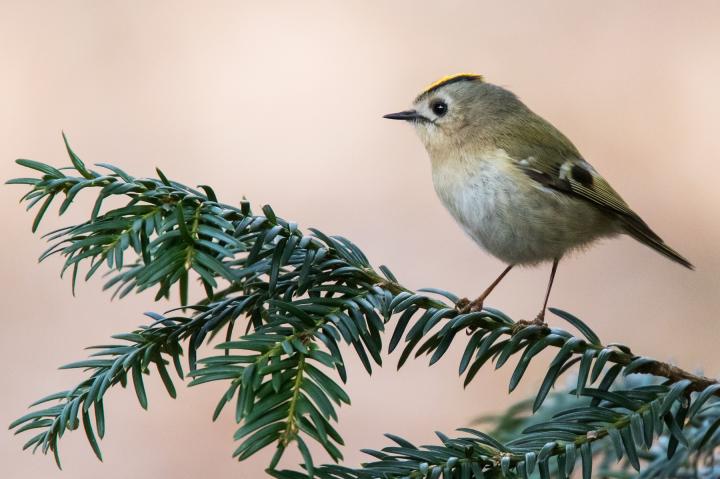 Králíček obecný (Regulus regulus)