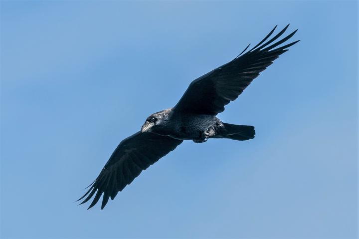 Krkavec velký (Corvus corax)