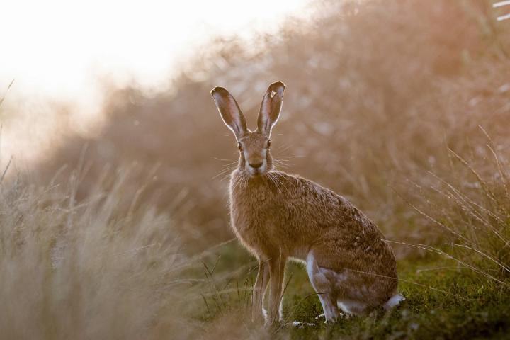 Zajíc polní  (Lepus europaeus)
