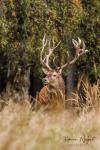 Red Deer (Cervus elaphus)