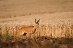  roe Deer ( Capreolus capreolus )