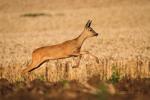  roe Deer ( Capreolus capreolus )