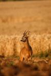  roe Deer ( Capreolus capreolus )