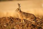 European Hare  (Lepus europaeus)