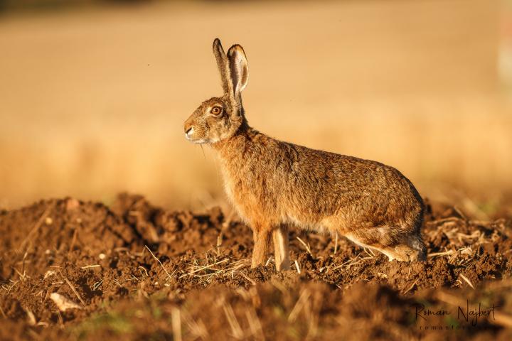 Zajíc polní  (Lepus europaeus)