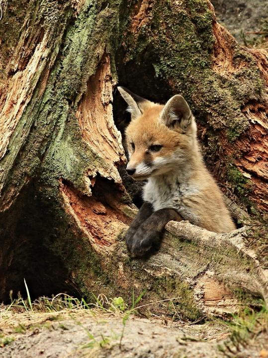  Liška obecná ( Vulpes Vulpes)
