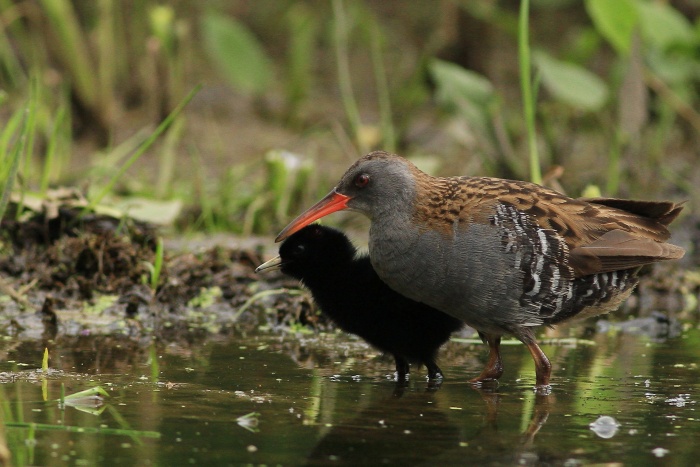 Chřástal vodní (Rallus aquaticus)