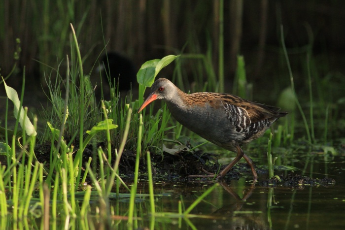 Chřástal vodní (Rallus aquaticus)