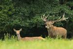 Jelen lesní (Cervus elaphus)