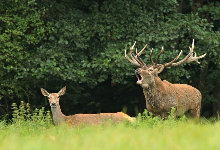 Jelen lesní (Cervus elaphus)