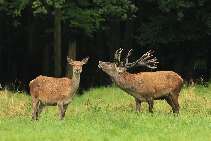 Jelen lesní (Cervus elaphus)