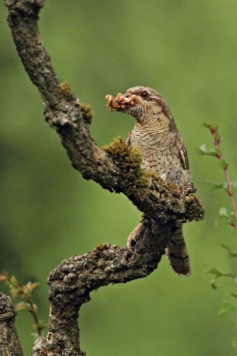 Krutihlav obecný (Jynx torquilla)