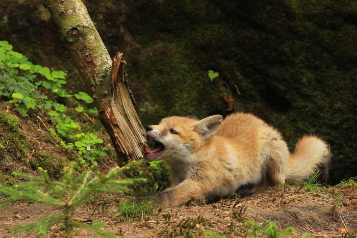  Liška obecná ( Vulpes Vulpes)