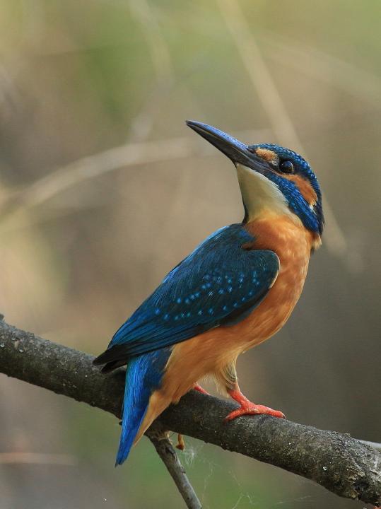 Ledňáček říční (Alcedo atthis)