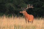 Jelen lesní (Cervus elaphus)