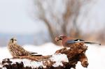 Sojka obecná (Garrulus glandarius)