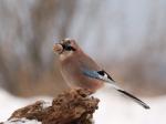 Sojka obecná (Garrulus glandarius)