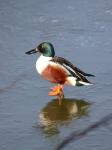 Shoveler (Anas clypeata)