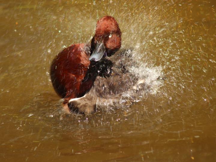 Polák malý (Aythya nyroca)