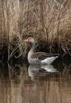 Greylag Goose (Anser anser)