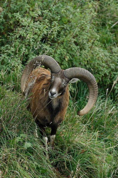 Muflon (Ovis musimon)