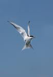 Common tern (Sterna hirundo)