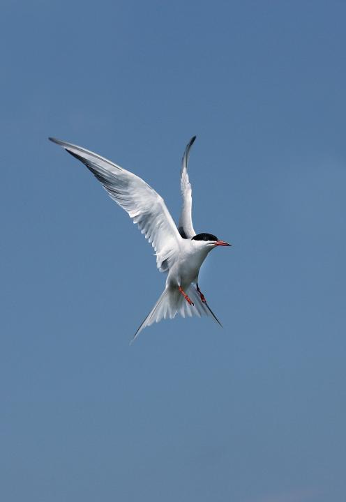 Rybák obecný (Sterna hirundo)
