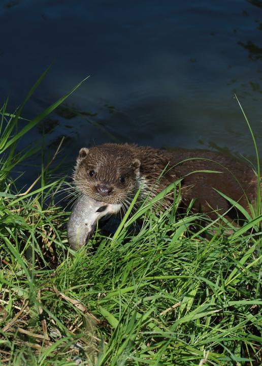 Vydra říční (Lutra lutra)