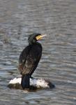  Great cormorant  ( Phalacrocorax carbo)