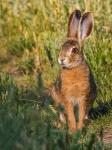 European Hare  (Lepus europaeus)