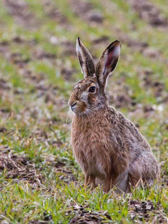 Zajíc polní  (Lepus europaeus)