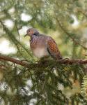 Turtle Dove (Streptopelia turtus)