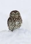 Little Owl (Athene noctua)