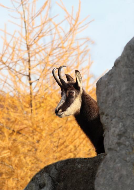 Kamzík horský (Rupicapra rupicapra)