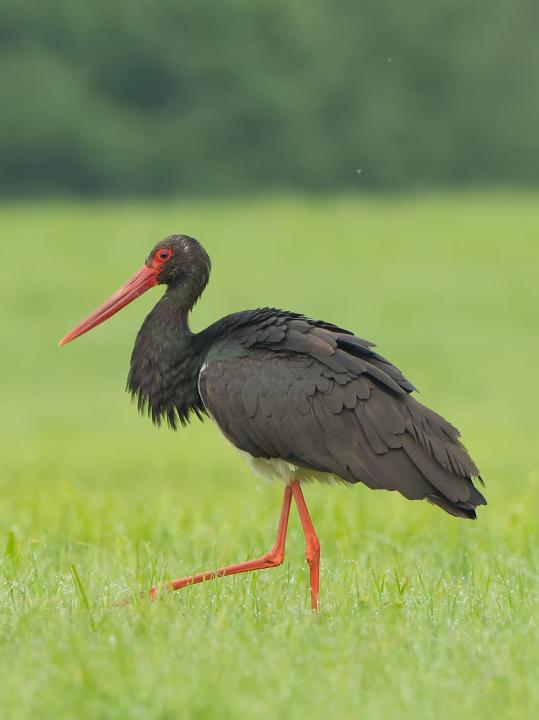 Čáp černý (Ciconia nigra)