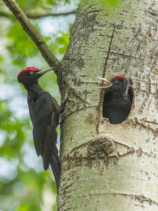 Datel černý (Dryocopus martius)