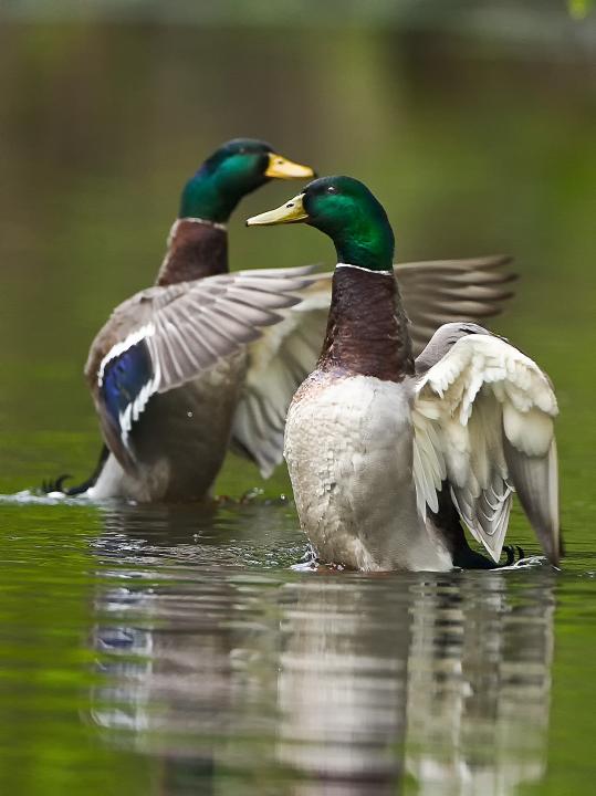 Kachna divoká (Anas platyrhynchos)