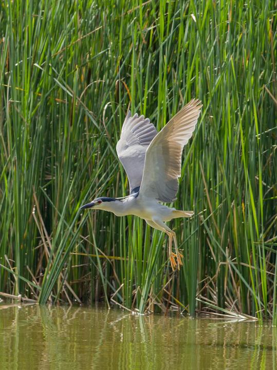  Kvakoš noční ( Nycticorax nycticorax)