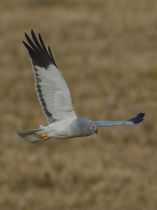 Moták pilich (Circus cyaneus)