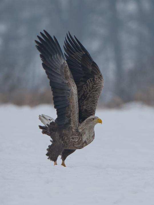  Orel mořský ( Haliaeetus albicillus)