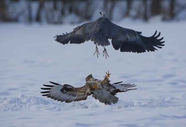Káně lesní (Buteo buteo)