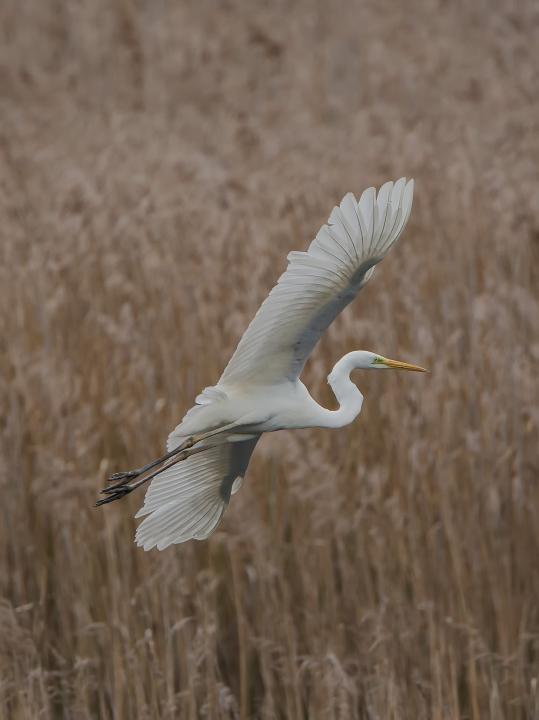 Volavka bílá (Egretta alba)