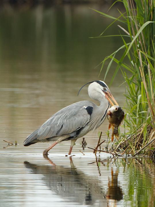 Volavka popelavá (Ardea cinerea)