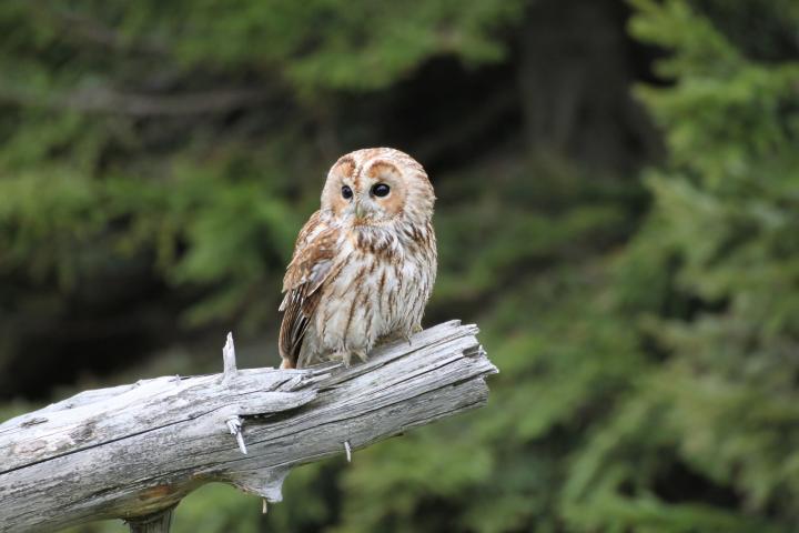 Puštík obecný (Strix aluco)