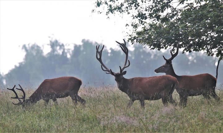 Jelen lesní (Cervus elaphus)