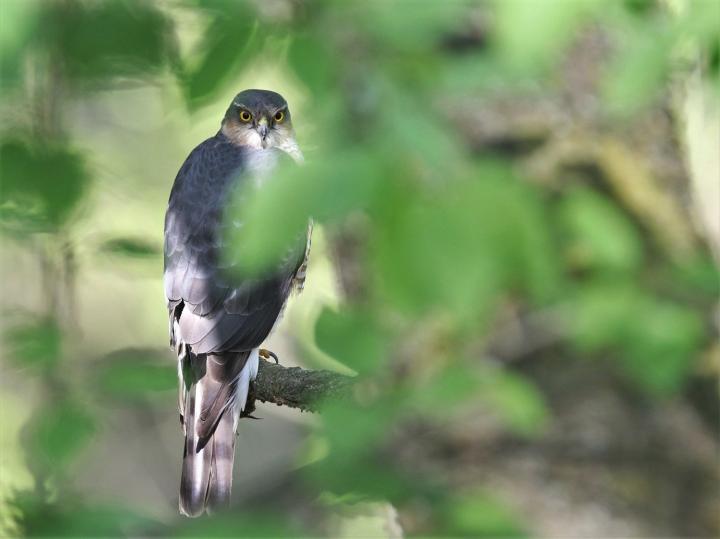 Krahujec obecný (Accipiter nisus)