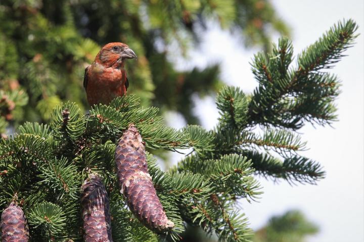 Křivka obecná (Loxia curvirostra)