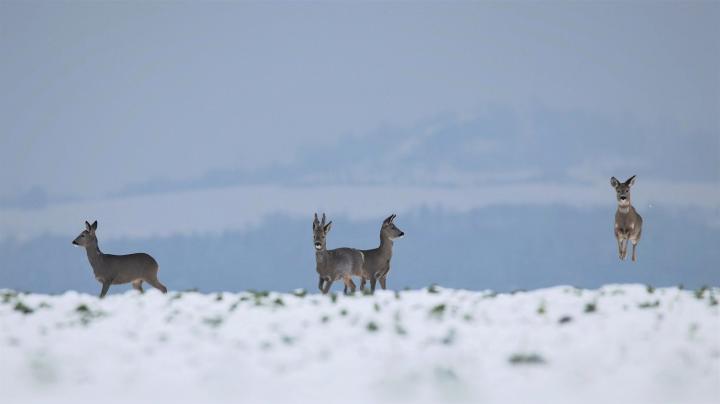  Srnec obecný ( Capreolus capreolus )